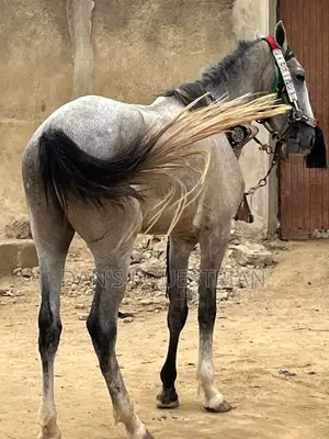 A Good Horse