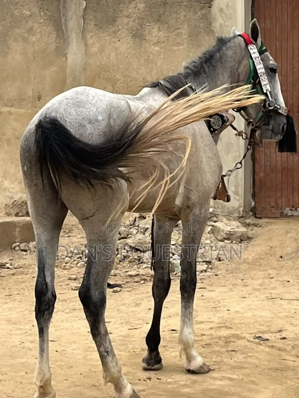 A Good Horse
