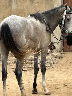 A Good Horse
