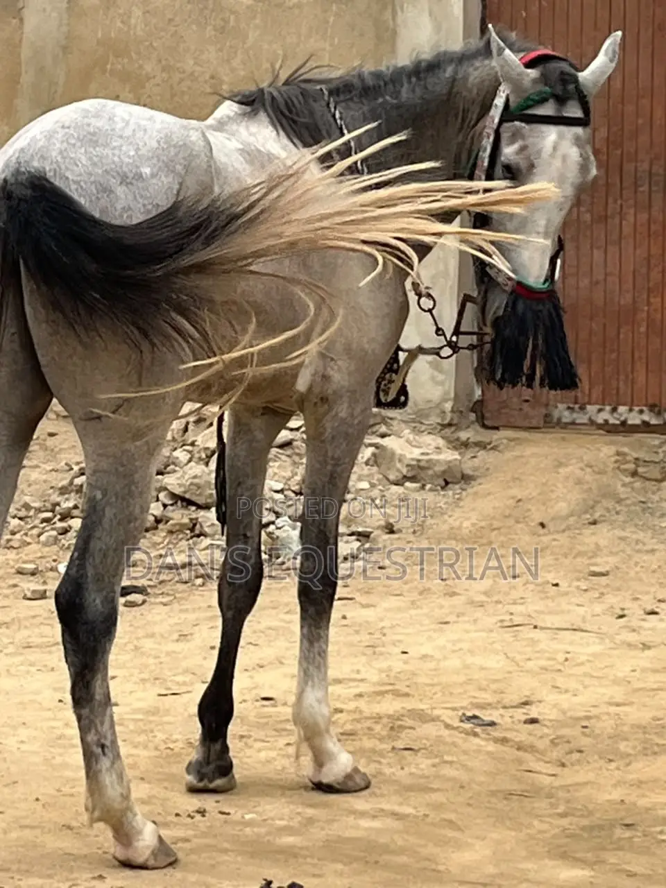 A Good Horse