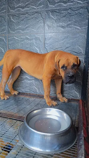 1+ year Female Purebred Boerboel