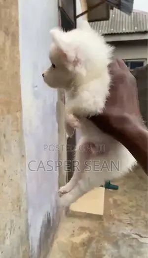 1-3 months Female Purebred American Eskimo