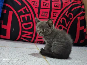 1-3 months Female Purebred British Shorthair