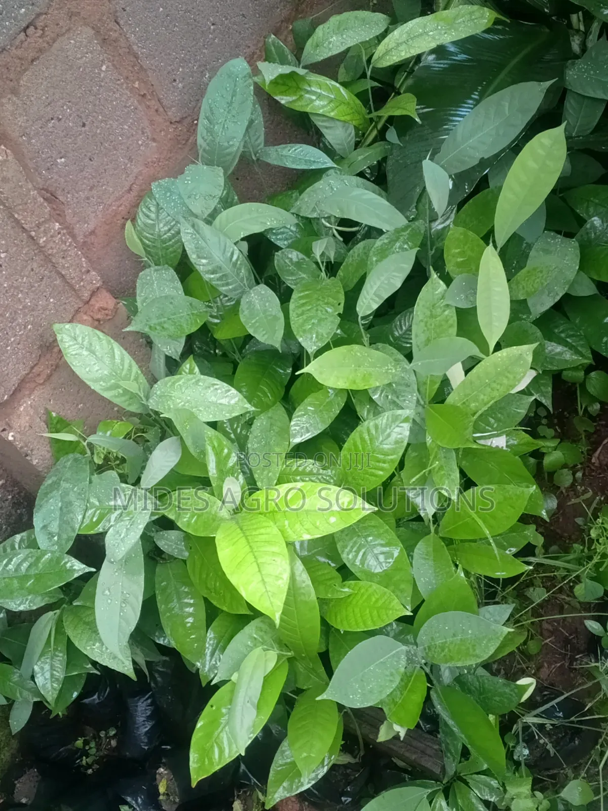 Irvingia Wombulo (Bitter Bush Mango)
