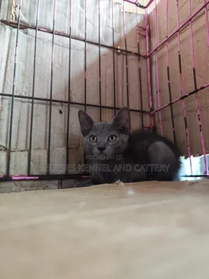 1-3 months Male Mixed Breed British Shorthair