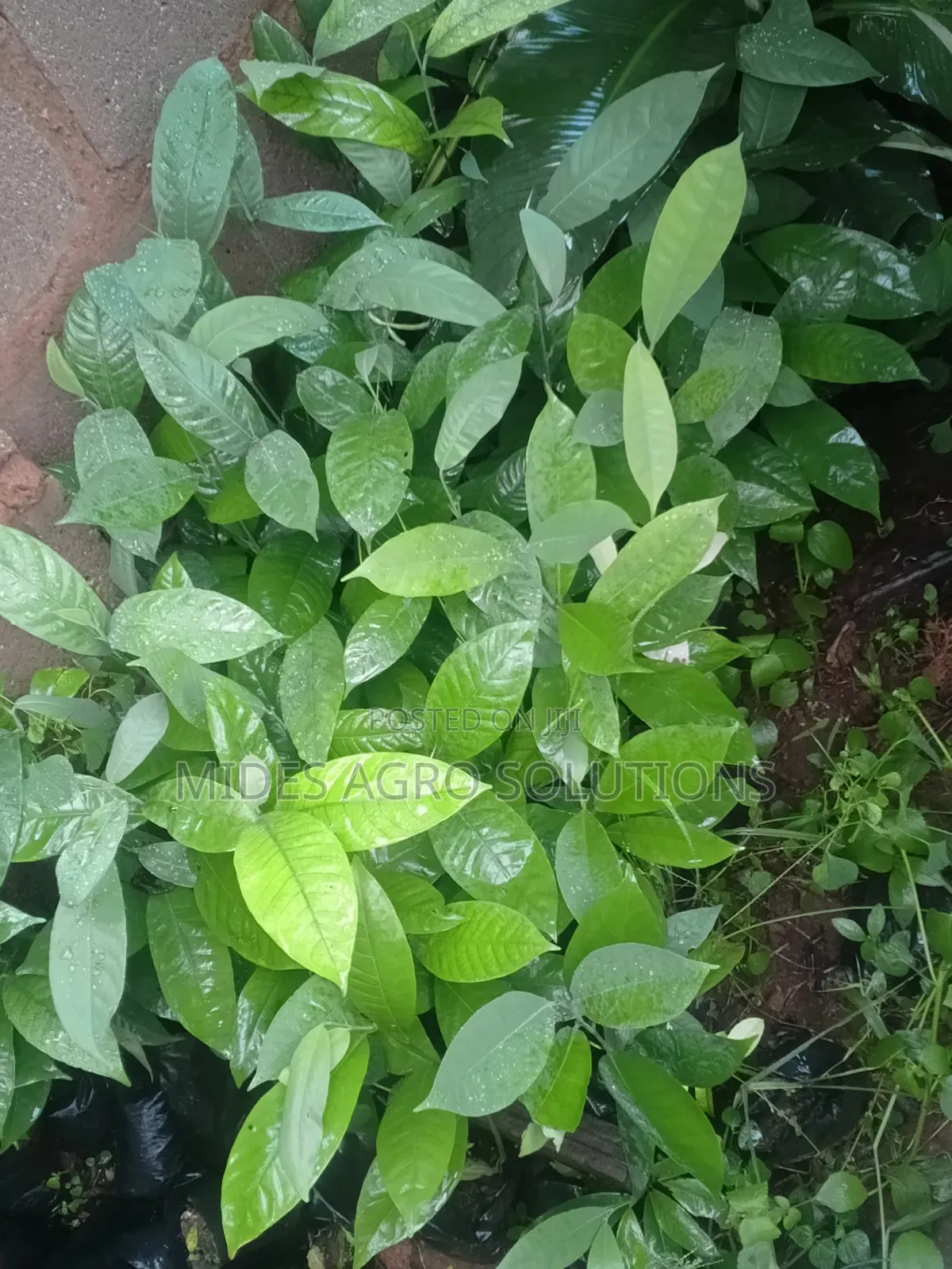 Irvingia Wombulo (Bitter Bush Mango)
