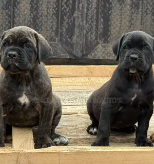 1-3 months Male Purebred Cane Corso