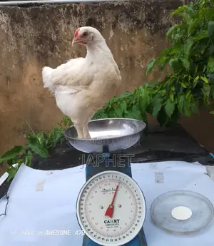 6 Weeks Old Broilers For Sale