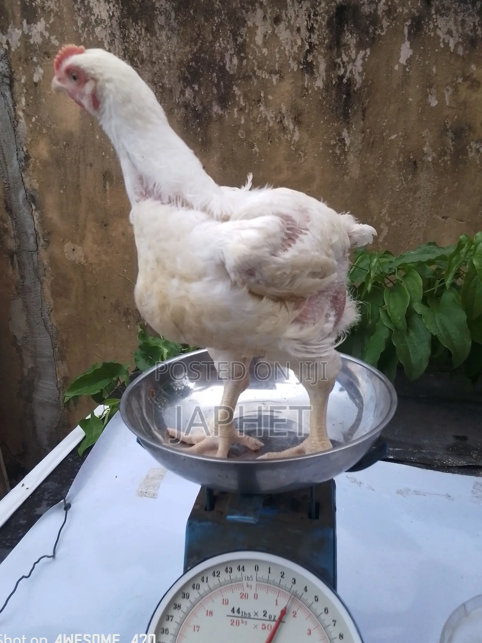 9 Weeks Old Broilers for Sale