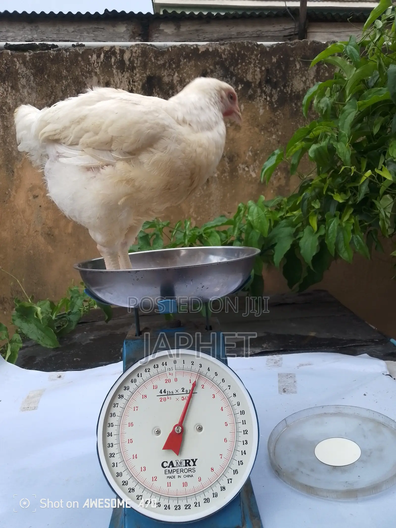 9 Weeks Old Broilers for Sale