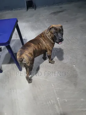 1+ year Male Purebred Boerboel