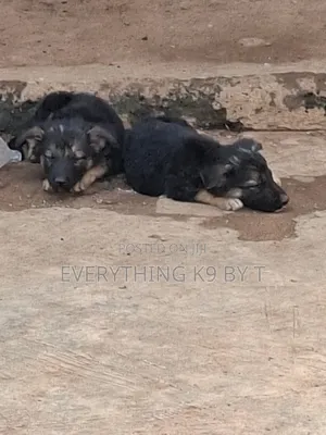1-3 months Female Purebred German Shepherd