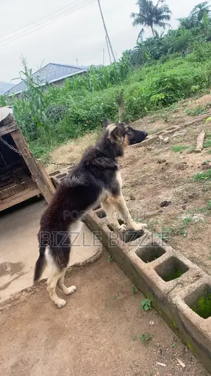 6-12 months Male Purebred German Shepherd