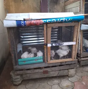 Wooden Poultry Cage for Sale – Strong, Spacious Ready to Use!