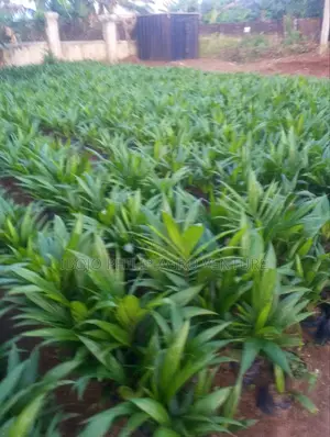 Hybrid Palm Seedlings, Sprouted Seeds. Start Production in Three Years