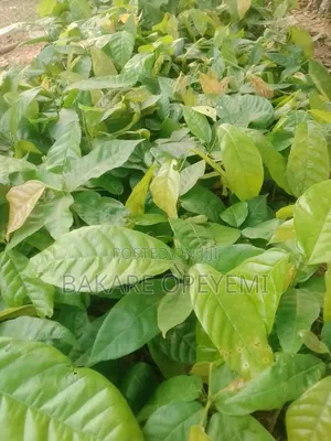Hybrid Cocoa Seedling