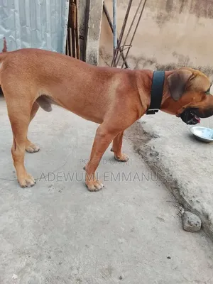 1+ year Male Purebred Boerboel