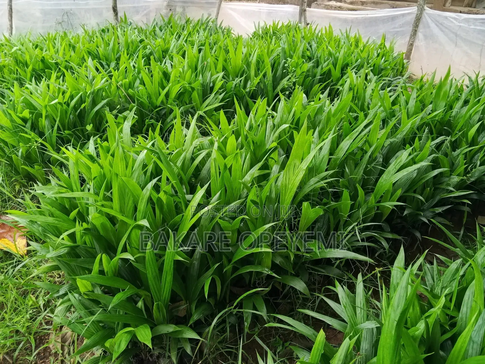 Oil Palm Seedlings