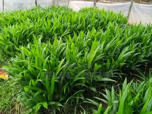 Oil Palm Seedlings