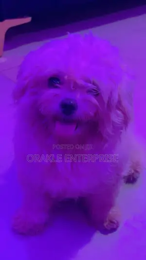 1+ year Female Purebred Lhasa Apso