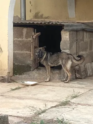 3-6 months Male Purebred German Shepherd