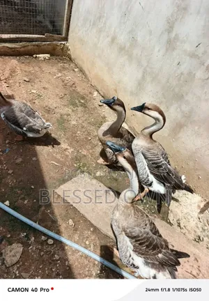Chinese Geese Are Available at Affordable Prices