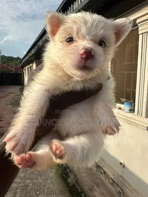 1-3 months Male Purebred American Eskimo