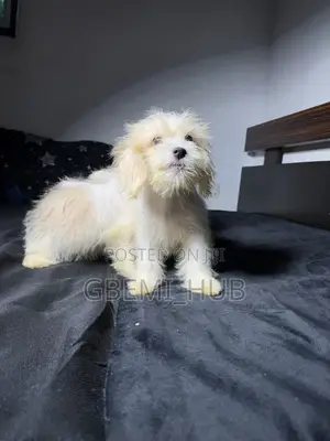 3-6 months Female Purebred Lhasa Apso