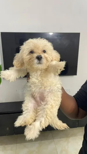 1-3 months Female Purebred Lhasa Apso
