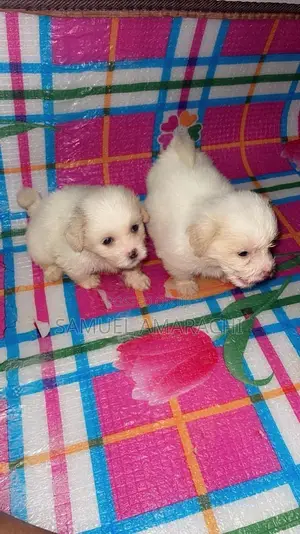 0-1 month Female Purebred Lhasa Apso