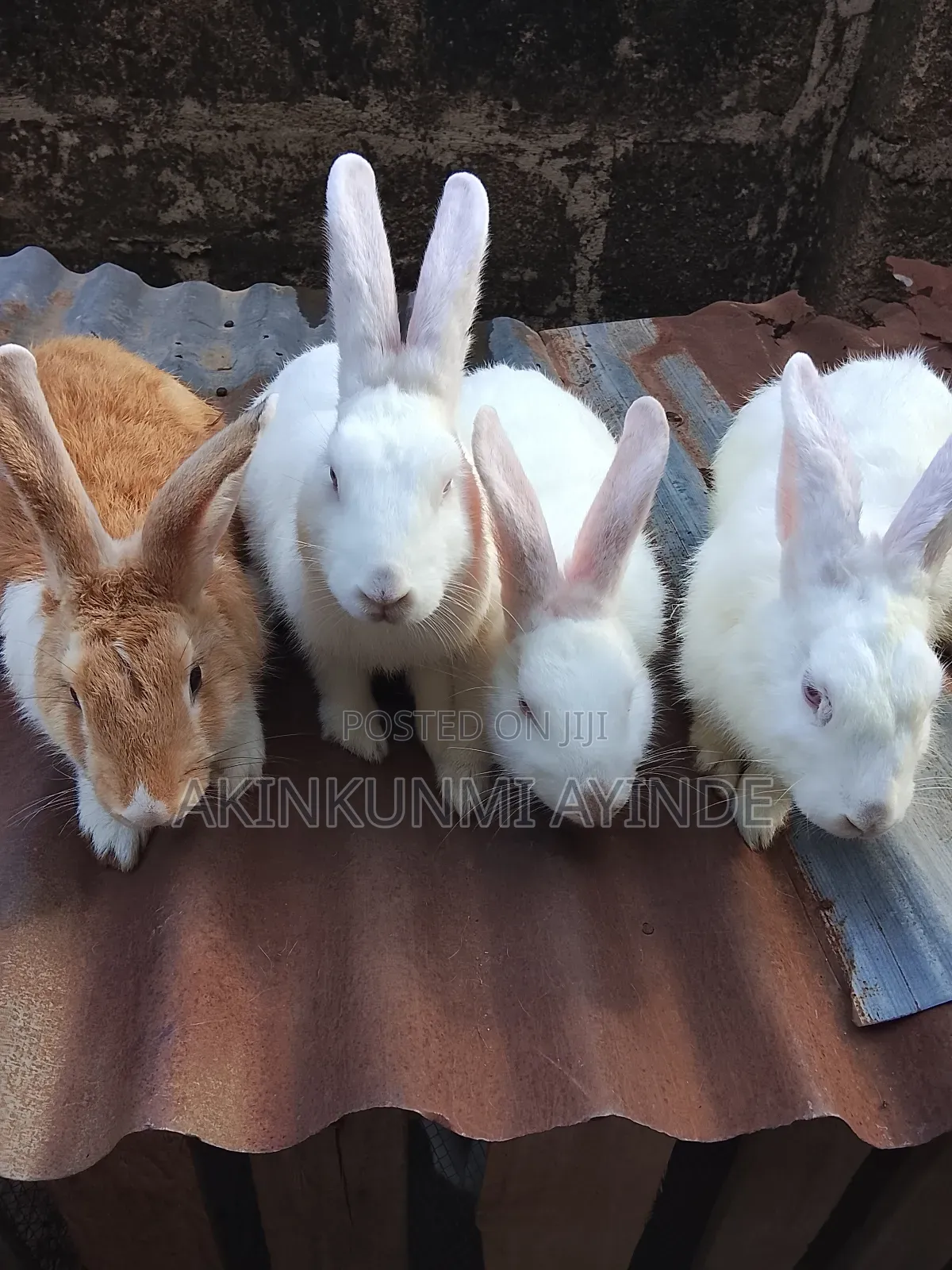 Mature Buck Rabbit