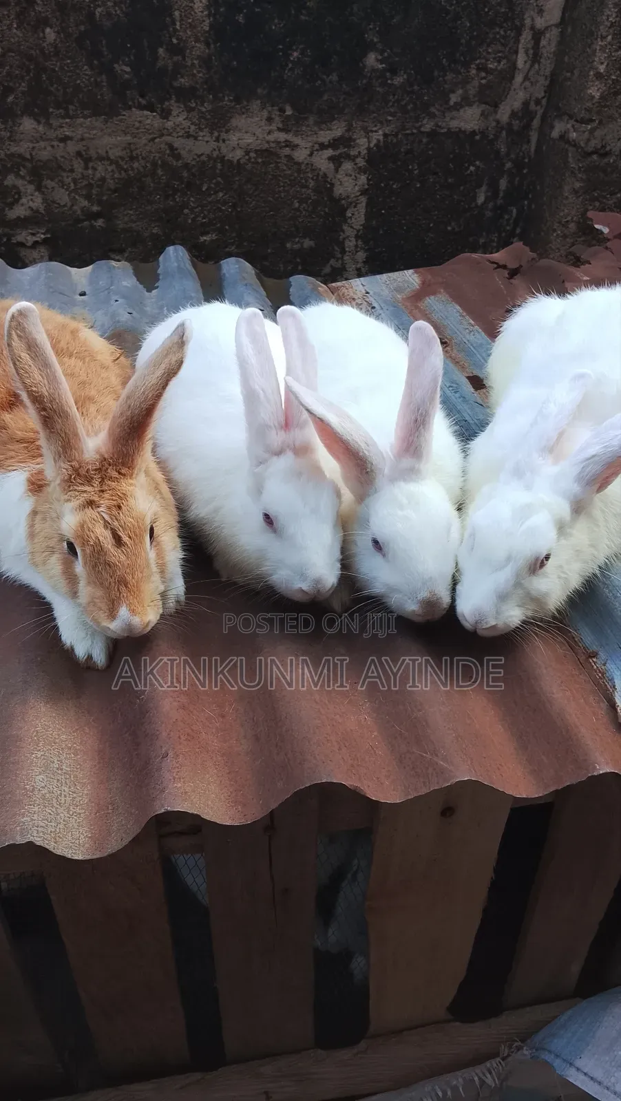 Mature Buck Rabbit