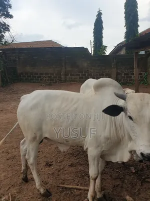 Healthy Cows and Rams
