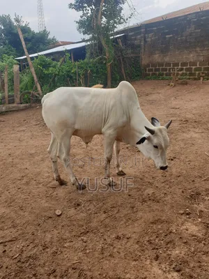 Healthy Cows and Rams