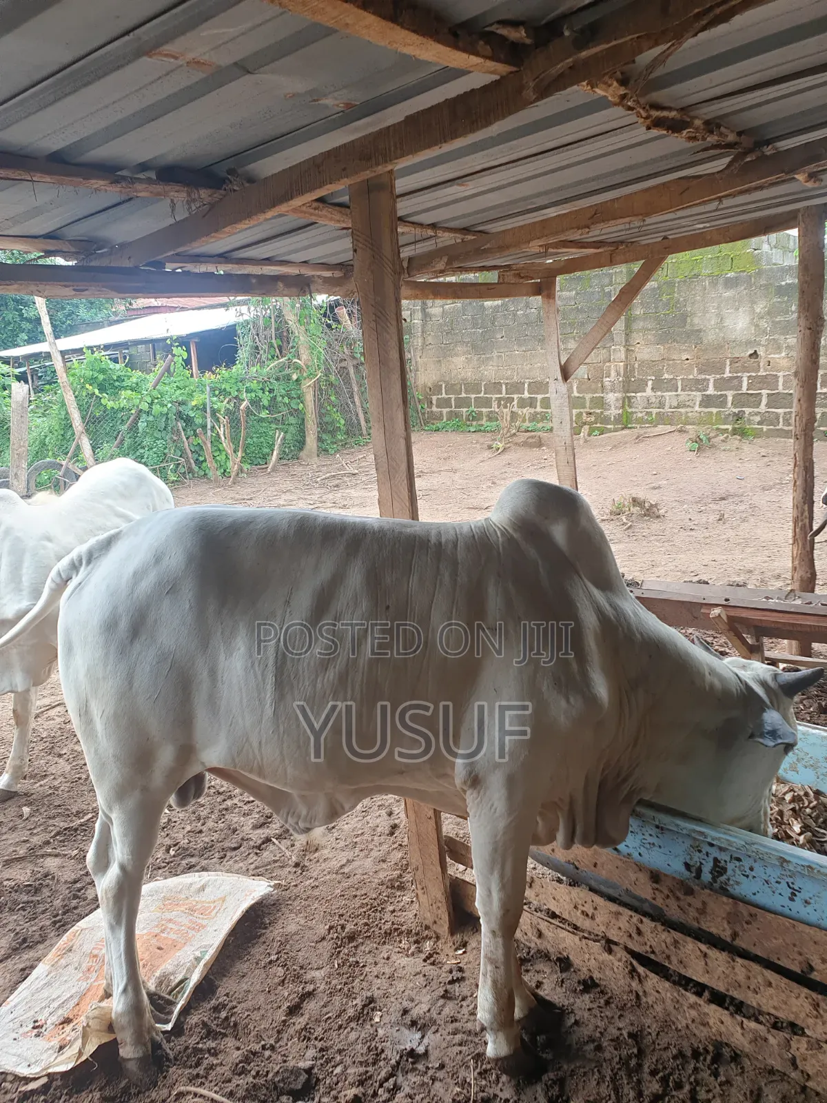 Healthy Cows and Rams