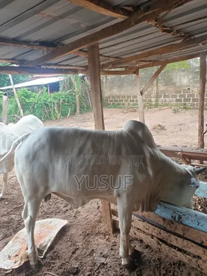 Healthy Cows and Rams