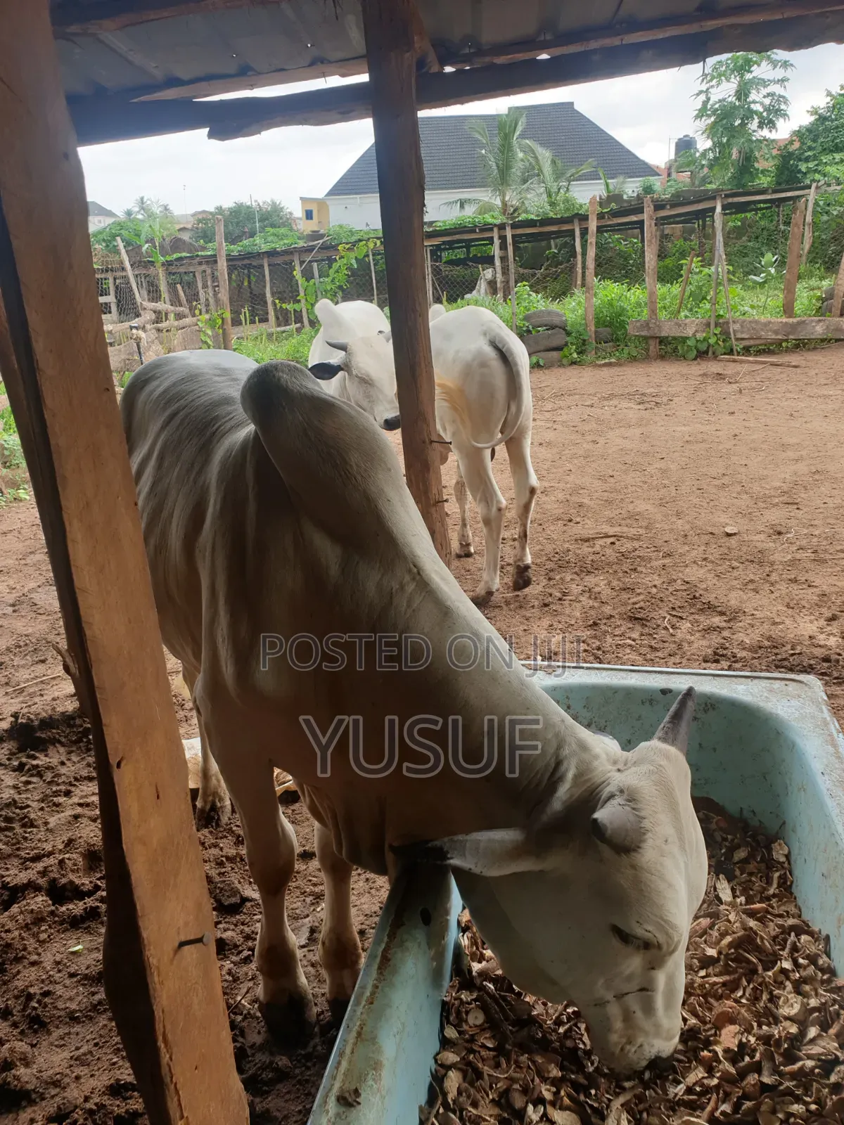 Healthy Cows and Rams