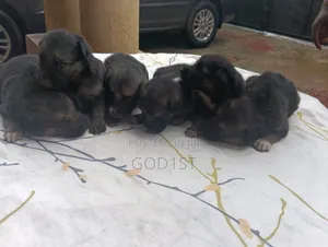 0-1 month Female Purebred Caucasian Shepherd