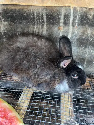 Rabbit Pregnant