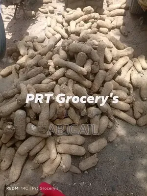 Yams Seedlings