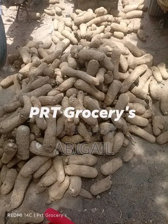 Yams Seedlings