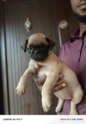 1-3 months Female Purebred Pug