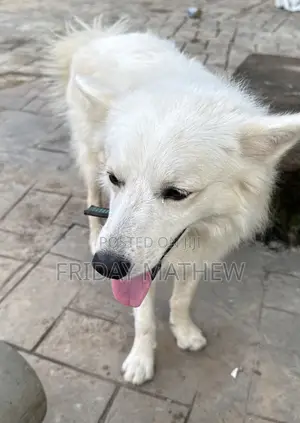 1+ year Male Purebred American Eskimo