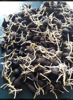 Hybrid Tenera Palm Seeds