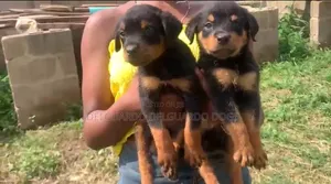 1-3 months Female Purebred Rottweiler