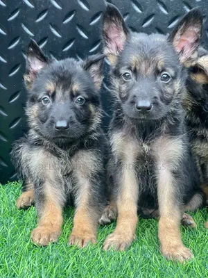 1-3 months Female Purebred German Shepherd