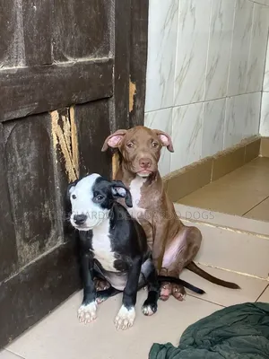 1-3 months Male Purebred American Pit Bull Terrier