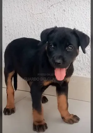 1-3 months Male Purebred Rottweiler