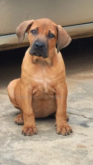 1-3 months Male Purebred Boerboel