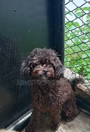 1+ year Female Purebred Poodle